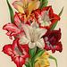 Gladiolus–The Most Showy and Brilliant of All Bulbous Plants