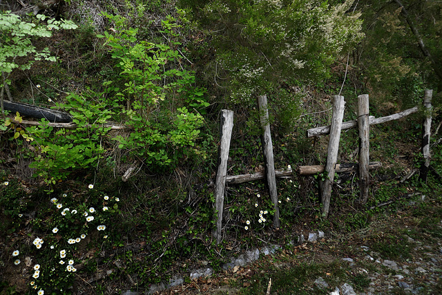 old fence in the wild