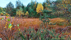 Herbst im Grambower Moor