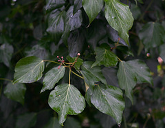 Raindrops on Ivy