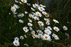 Daisies on the Canal Bank