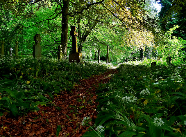 Bothal Churchyard. Northumberland. Taken back by nature to create a magical woodland burial ground