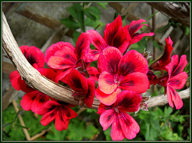 Family geranium (see notes!). HFF everyone!