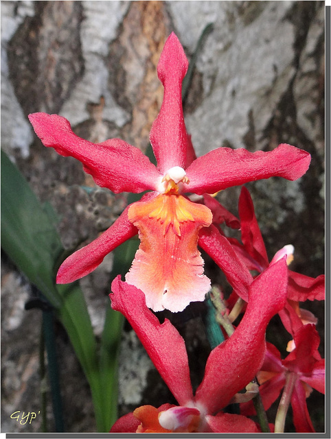 Orchidée Odontoglossum "Ryana"