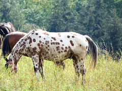 Pferde auf Carola´s Ranch