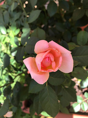 17.08.2020 - Herrliche Rosenblüte