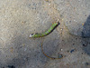 unfortunate Geometrid caterpillar