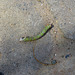 unfortunate Geometrid caterpillar