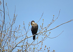 Double-crested Cormorant (Juvenile)
