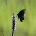 Black swallowtail butterfly