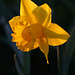 Daffodil before sunset