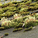 Roof Garden, Ordinary Moss (Brachythecium rutabulum)