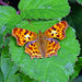 Comma butterfly ,Langerwehe_Germany