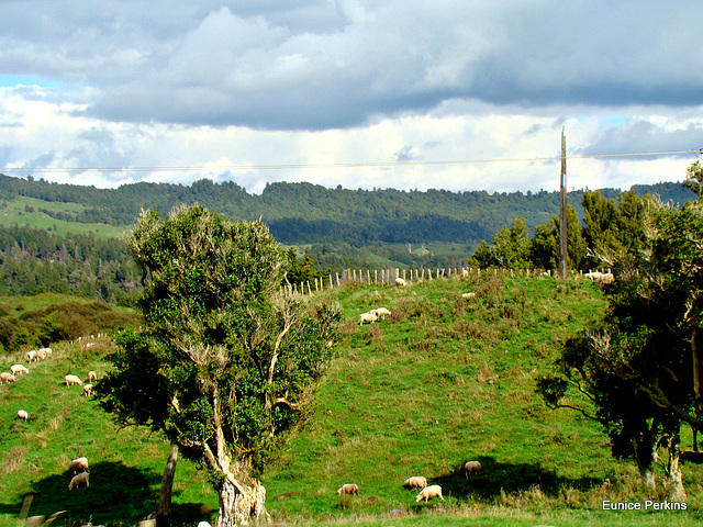 Sheep On A Hillside