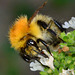 Bee on Oregano Flowers