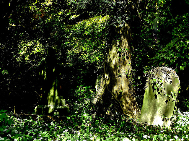 Bothal Churchyard. Northumberland. Taken back by nature to create a magical woodland burial ground