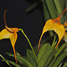 Orchids IMG_0493