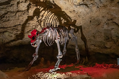 Skelett eines Höhlenbären