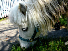Stormy the mini-horse