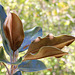 213/365 Brown leaves