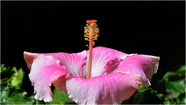 L' Hibiscus Rose