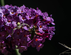 araignée sauteuse, oedomera nobilis sur fleur de buddleia