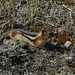 Animals of the Canadian Rockies: Golden mantled Ground Squirrel