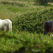 20190615 5357CPw [R~GB] Pferde, Coed Pen-Y-Bedd-Wood, Kidwelly, Wales