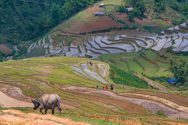 Rice fields along the trekking path