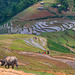 Rice fields along the trekking path