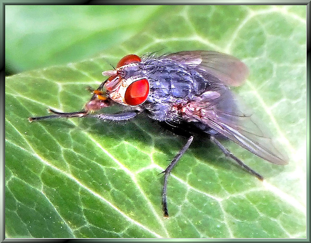 Just a fly, but... ©UdoSm