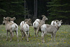 Animals of the Canadian Rockies: Mountain sheep
