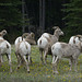 Animals of the Canadian Rockies: Mountain sheep