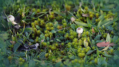 Mini champignon
