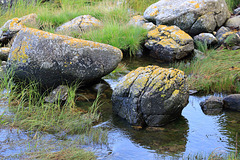 Lichen on the rocks