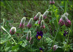Trifolium incarnatum subsp molinerii (1)