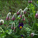 Trifolium incarnatum subsp molinerii (1)