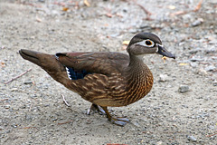 Wood duck (Explored)