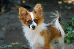 Angelo the Papillon, 4,5 month
