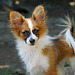 Angelo the Papillon, 4,5 month