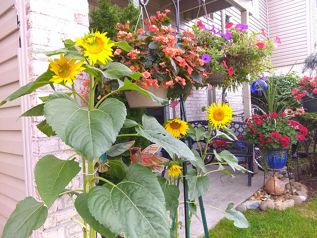 Our sunflowers...