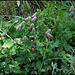Trifolium incarnatum subsp molinerii (2)