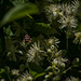 çà butine à tout va dans la clématite - à priori clairon des abeilles (Trichodes apiarius)