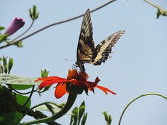 Eastern Tiger Swallowtail (m)