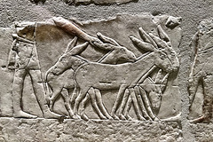 Berlin 2023 – Neues Museum – Donkeys