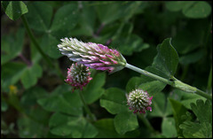 Trifolium incarnatum subsp molinerii (3)
