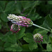 Trifolium incarnatum subsp molinerii (3)