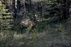 Animals of the Canadian Rockies: Elk