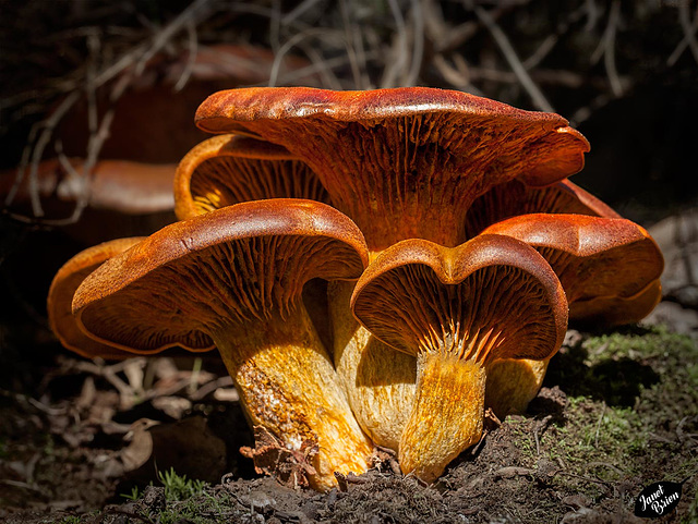 Pictures for Pam, Day 59: Marin Mushrooms