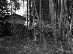 House in bamboo grove